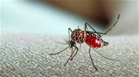 Phòng, chống bệnh do vi rút Zika và sốt xuất huyết