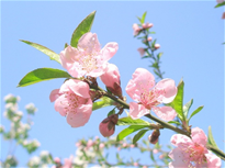 Đảm bảo an toàn thực phẩm cho dịp Tết và Lễ hội Xuân 2026