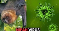 Bộ Y tế hướng dẫn giám sát và phòng bệnh do virus Nipah ở người