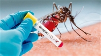8 lời khuyên phòng chống sốt xuất huyết của Trung tâm Truyền thông GDSK Trung ương