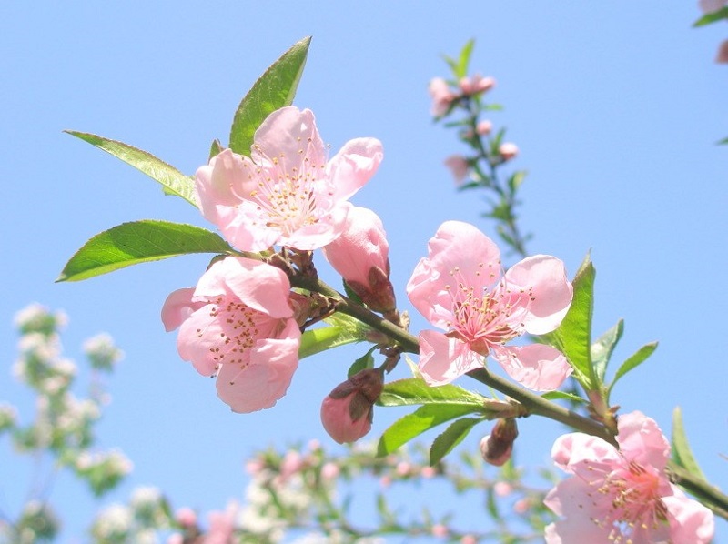 Đảm bảo an toàn thực phẩm cho dịp Tết và Lễ hội Xuân 2026