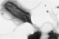 Vi khuẩn Helicobacter pylori và các bệnh liên quan