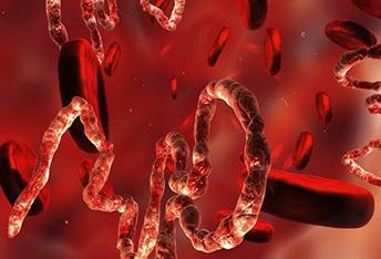 Phòng chống bệnh do virut Ebola