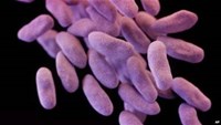 Kháng kháng sinh: 80 nghìn người “có thể tử vong” trong vụ bùng phát sắp tới